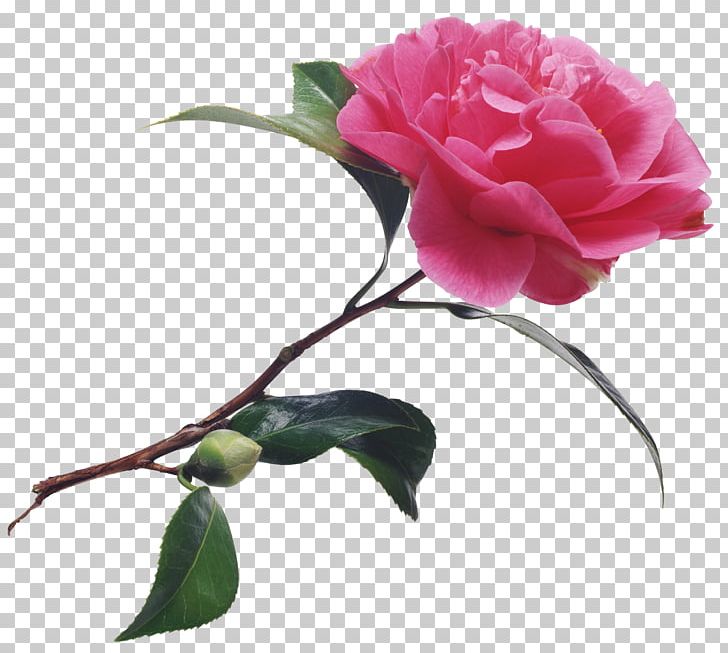 Photography Joke PNG, Clipart, Artificial Flower, Camellia, Floribunda, Flower, Flowering Plant Free PNG Download