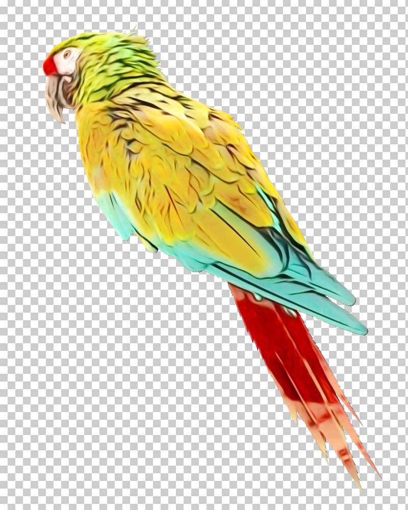 Lovebird PNG, Clipart, Amazon Parrot, Beak, Birds, Budgerigar, Caique Free PNG Download