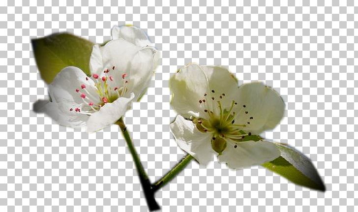Cherry Blossom Flower ST.AU.150 MIN.V.UNC.NR AD PNG, Clipart, Blackboard, Blackboard Learn, Blog, Blossom, Branch Free PNG Download