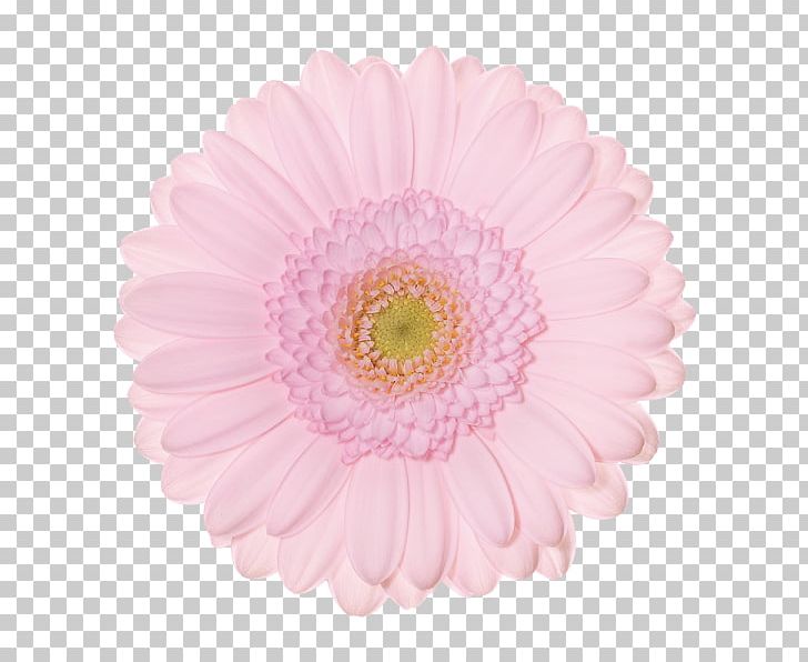 Transvaal Daisy Chrysanthemum Schreurs Holland B.V. Cut Flowers PNG, Clipart, Asterales, Business, Chrysanthemum, Chrysanths, Cut Flowers Free PNG Download