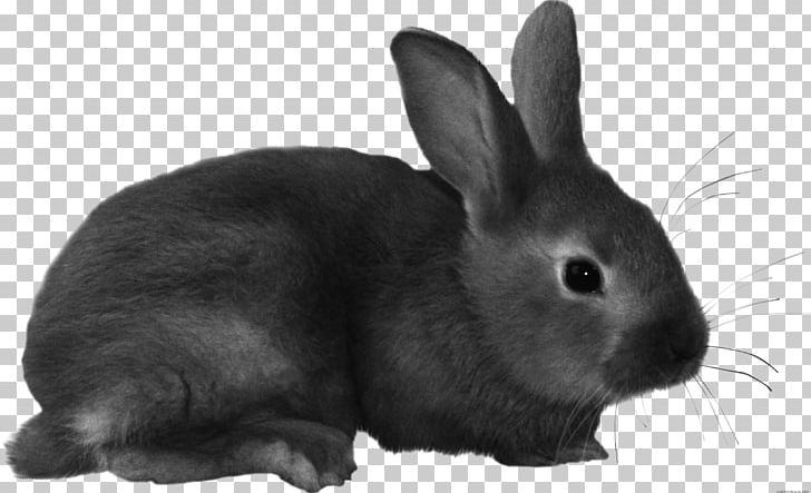 European Rabbit Domestic Rabbit Hare PNG, Clipart, Black, Black And White, Domestic Rabbit, Dwarf Rabbit, European Rabbit Free PNG Download