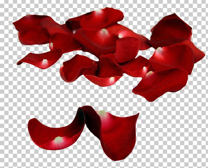 Petal Garden Roses PNG, Clipart, Baner, Cut Flowers, Data, Data Compression, Download Free PNG Download