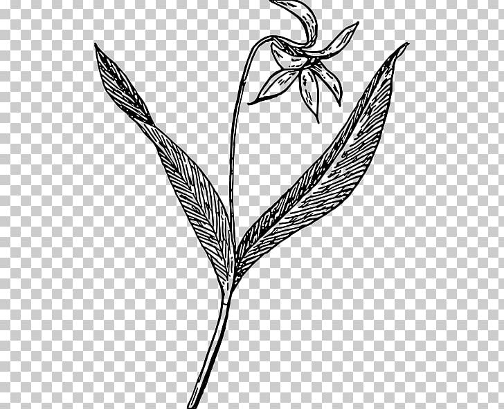 Violet Drawing Erythronium Dens-canis PNG, Clipart, African Violets, Black And White, Branch, Drawing, Erythronium Denscanis Free PNG Download