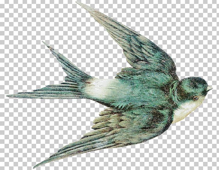 Barn Swallow Bird Swallow Tattoo PNG, Clipart, Animals, Barn Swallow, Beak, Bird, Birdcage Free PNG Download