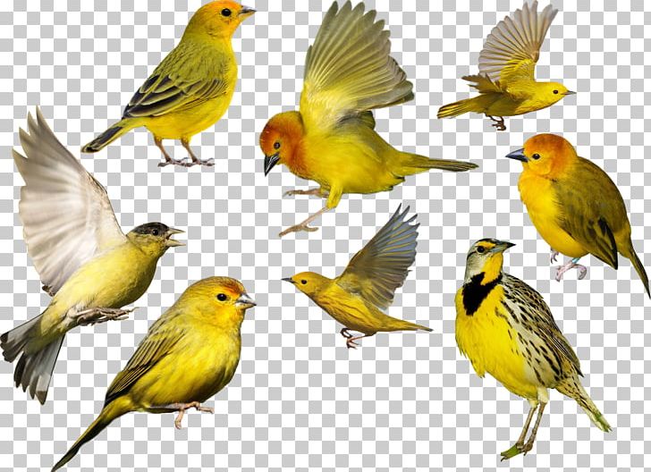 Bird Desktop PNG, Clipart, Animals, Beak, Bird, Bird Migration, Canary Free PNG Download