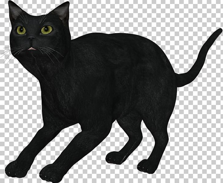 Black Cat Burmese Cat Bombay Cat Korat Havana Brown PNG, Clipart, Animal, Asian, Black, Black Cat, Bombay Free PNG Download