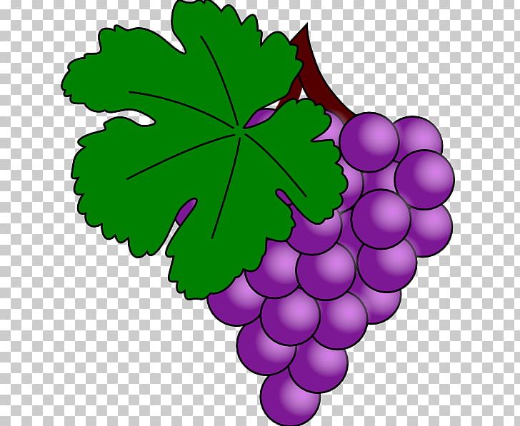 Common Grape Vine Wine Grape Juice PNG, Clipart, Clip Art, Common Grape Vine, Daun, Download, Flowering Plant Free PNG Download