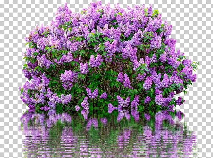 Common Lilac Shrub Flower Garden PNG, Clipart, Color, Common Lilac, Fleur, Flower, Flowering Plant Free PNG Download