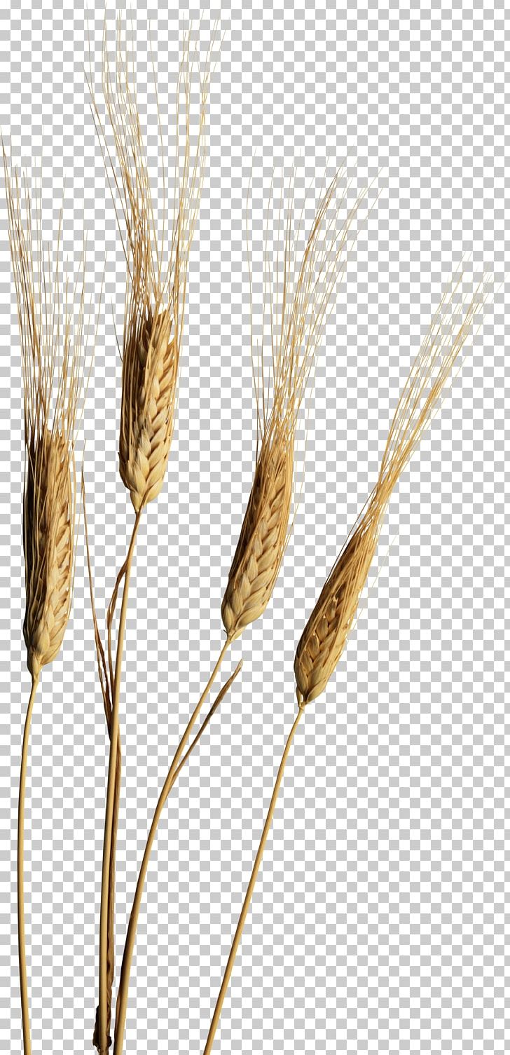 Emmer Rye PNG, Clipart, Bread, Cereal, Cereal Germ, Commodity, Download Free PNG Download