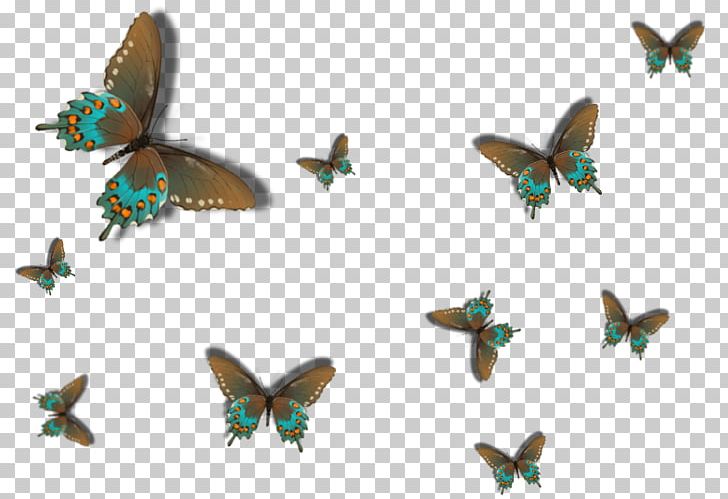 Butterfly Idea Nursery Moth PNG, Clipart, Bedroom, Butterflies And Moths, Butterfly, Child, Fauna Free PNG Download