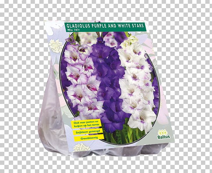 Cut Flowers Gladiolus Bulb Purple PNG, Clipart, Bulb, Cut Flowers, Flower, Flowering Plant, Gladiolus Free PNG Download