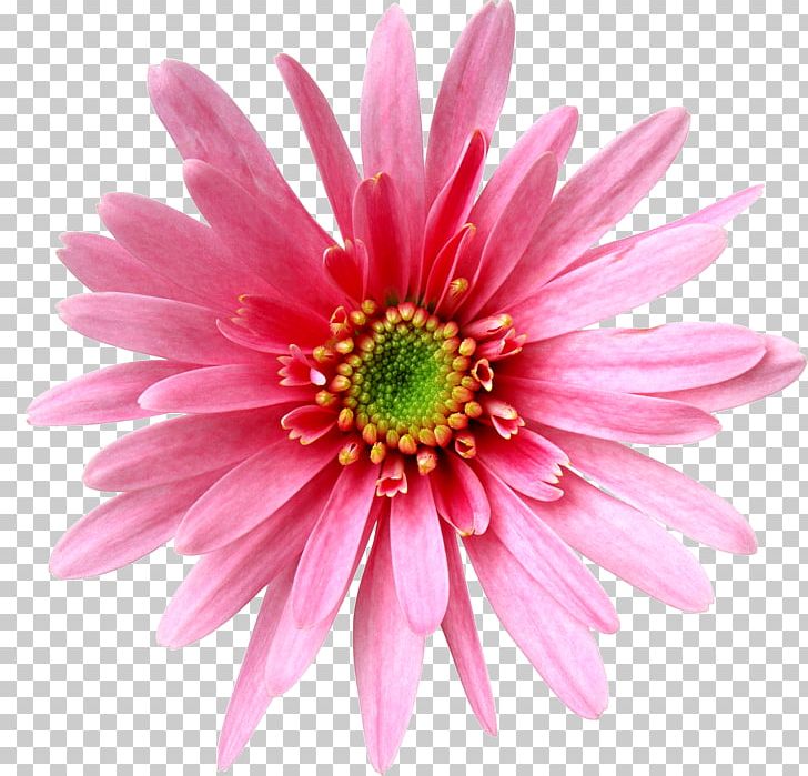 Flower PNG, Clipart, Annual Plant, Art, Aster, Chrysanths, Closeup Free PNG Download