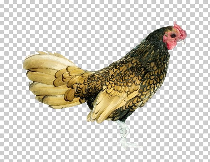 Rooster Chicken Hen Bird PNG, Clipart, Animal, Animals, Beak, Bird, Chicken Free PNG Download
