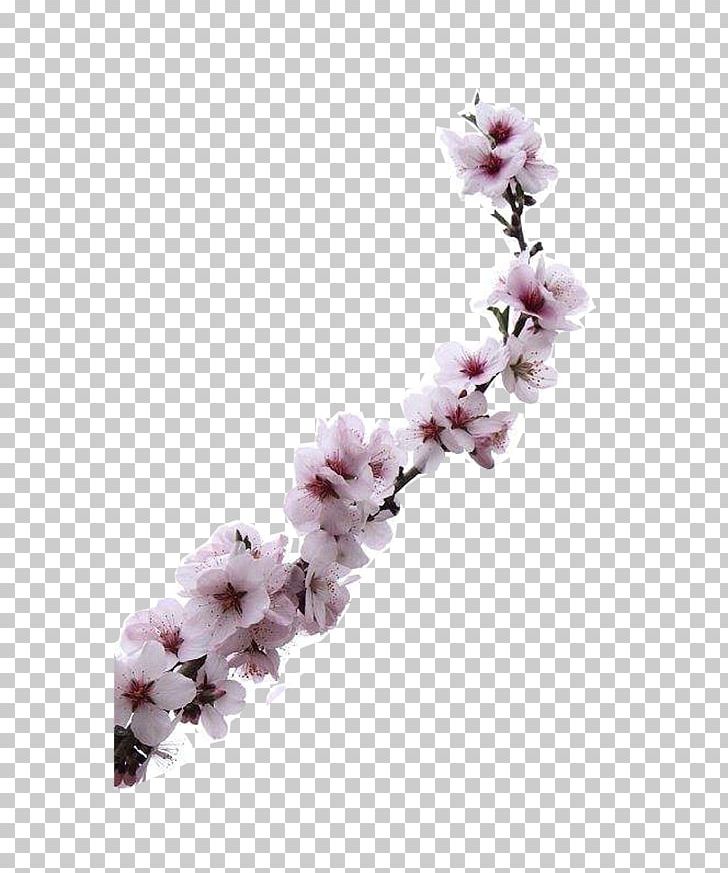 Almond Blossoms Apricot Flower PNG, Clipart, Almond, Apricot Blossom, Apricot Tree, Blooming, Blooming Apricot Blossom Free PNG Download