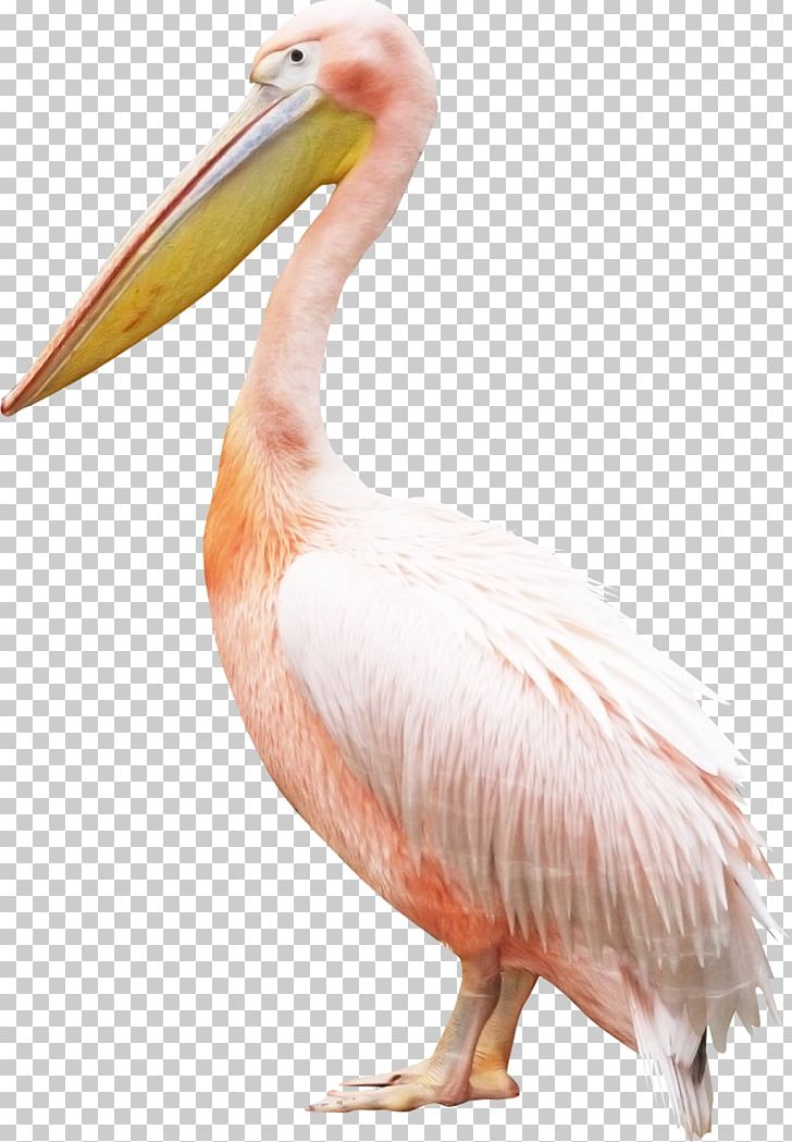Bird Pelican Crane PNG, Clipart, Animals, Beak, Bird, Crane, Encapsulated Postscript Free PNG Download