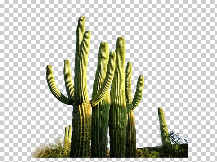 Cactaceae PNG, Clipart, Adobe Illustrator, Application Software, Cactus, Cactus Cartoon, Cactus Flower Free PNG Download