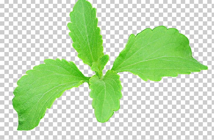 Leaf Stevia Plant Stem Extract Erythritol PNG, Clipart, Blood Sugar, Calorie, Erythritol, Extract, Glycemic Free PNG Download