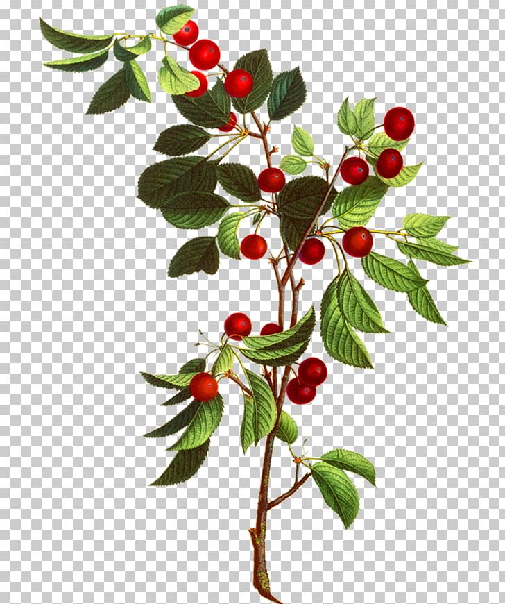 Non-vascular Plant Botany Kingdom Plant Taxonomy PNG, Clipart, Aquifoliaceae, Berry, Biology, Botanical Flowers, Botanical Illustration Free PNG Download