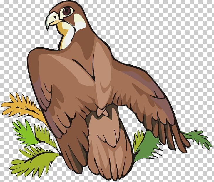 Bird Of Prey Bald Eagle PNG, Clipart, Accipitriformes, Animal, Animals, Bald Eagle, Beak Free PNG Download
