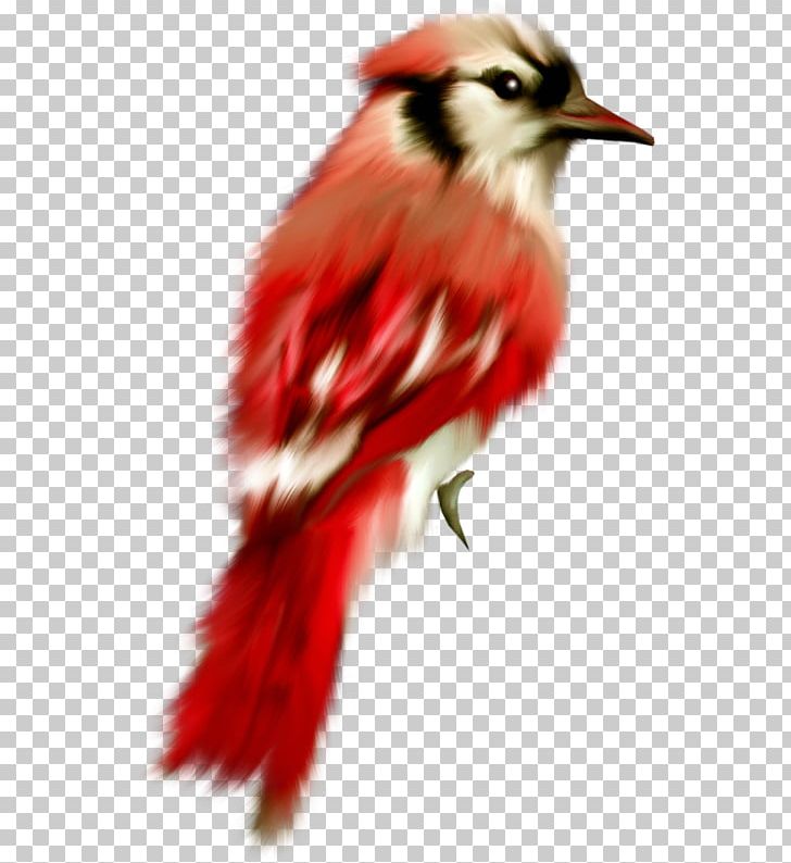 Bird Parrot Cygnini Oiseaux Tropicaux Drawing PNG, Clipart, Animal, Animals, Animation, Arama, Beak Free PNG Download