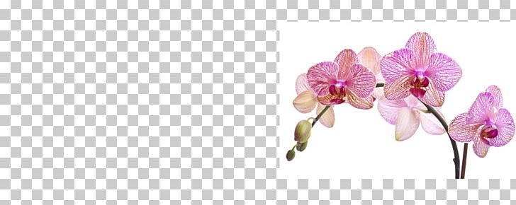 Moth Orchids Photography Cut Flowers PNG, Clipart, Bud, Cocoon, Color, Conqueror, Curious Free PNG Download