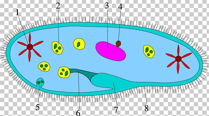 Protist Bacteria Cell Ciliate Biology PNG, Clipart, Amoeba, Area, Bacteria, Bacterial Cell Structure, Biology Free PNG Download