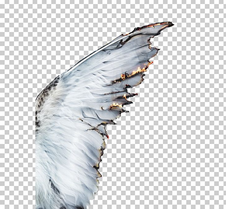 Aesthetics Castiel Photography Angel PNG, Clipart, Aesthetics, Angel, Art, Beak, Beauty Free PNG Download