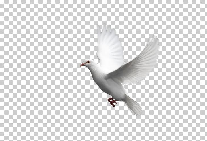 Domestic Pigeon Columbidae PNG, Clipart, Beak, Bird, Computer Icons, Desktop Wallpaper, Domestication Free PNG Download
