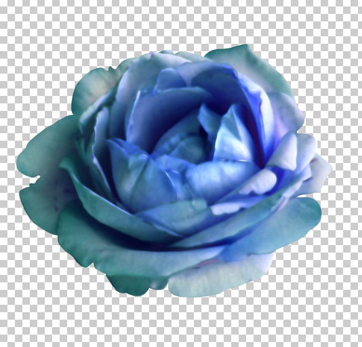 Garden Roses Cabbage Rose Blue Rose Cut Flowers Petal PNG, Clipart, Blue, Blue Rose, Cabbage Rose, Cut Flowers, Flower Free PNG Download