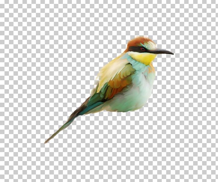Bird Bee-eater House Sparrow Beak PNG, Clipart, Animals, Aves, Beak, Beeeater, Bee Eater Free PNG Download