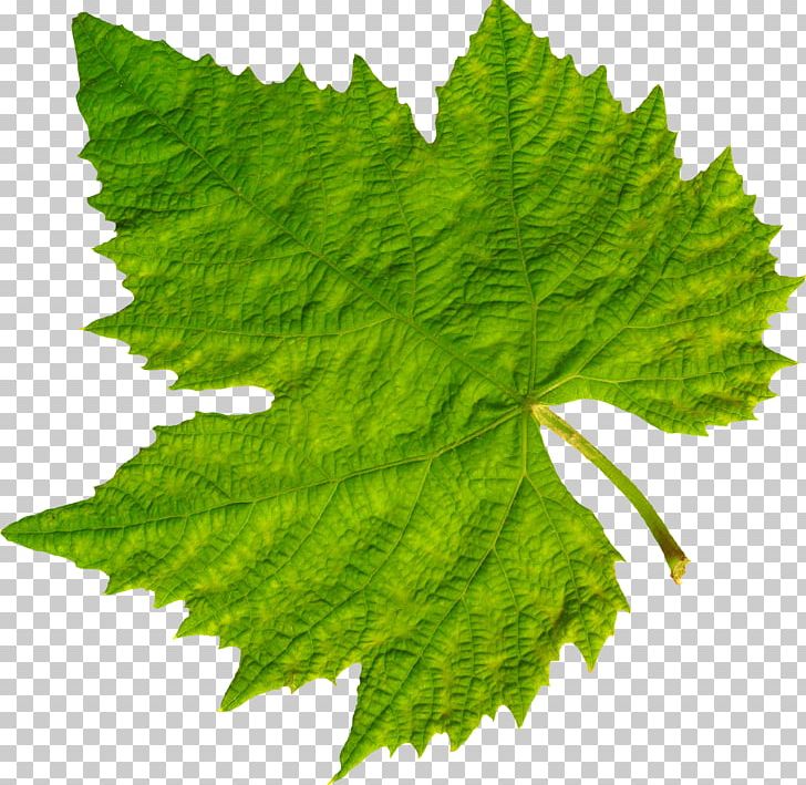 Common Grape Vine Grape Leaves PNG, Clipart, Autumn Leaf, Common Grape Vine, Food, Fruit Nut, Grape Free PNG Download