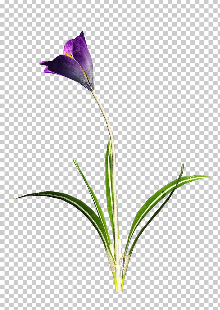 Purple Leaf Violet PNG, Clipart, Clip Art, Crocus, Cut Flowers, Download, File Viewer Free PNG Download