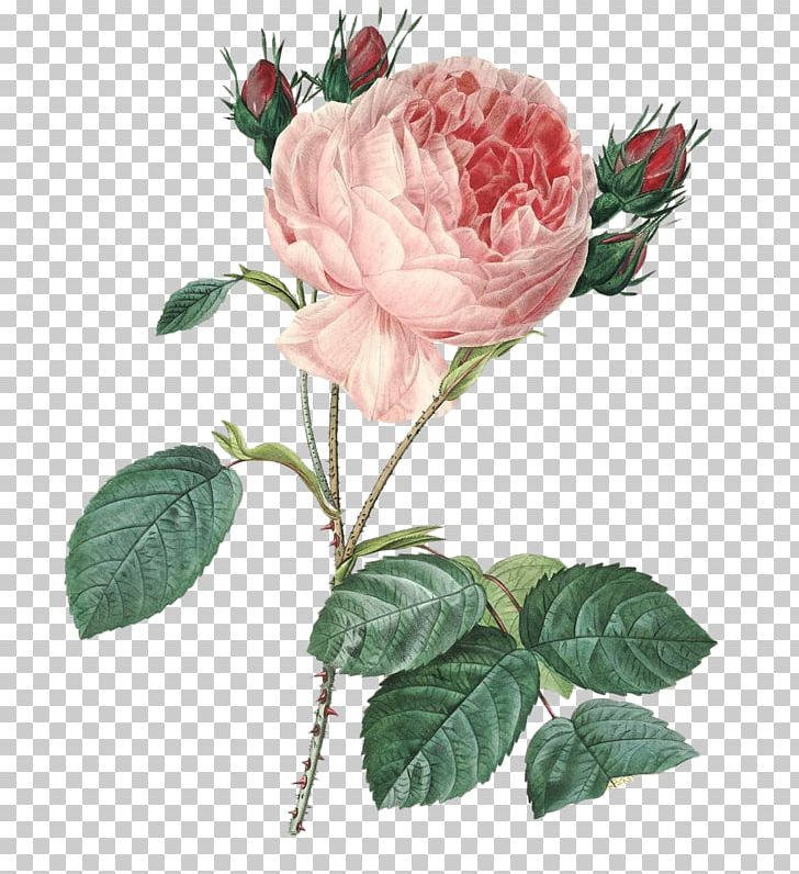 France Pierre-Joseph Redouté (1759-1840) Cabbage Rose Botany Botanical Illustration PNG, Clipart, Art, Botany, Floribunda, Flower, Flower Arranging Free PNG Download
