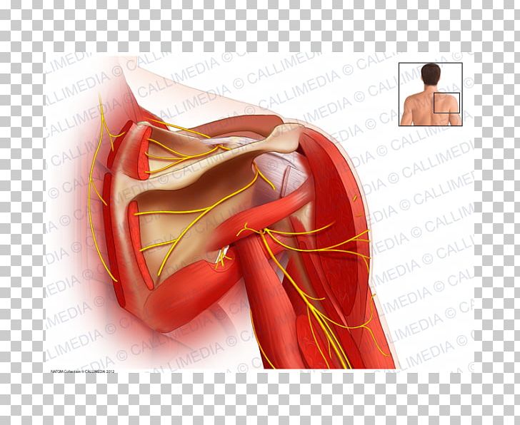 Suprascapular Nerve Shoulder Joint PNG, Clipart, Abdomen, Adhesive Capsulitis Of Shoulder, Anatomy, Arm, Deltoid Muscle Free PNG Download