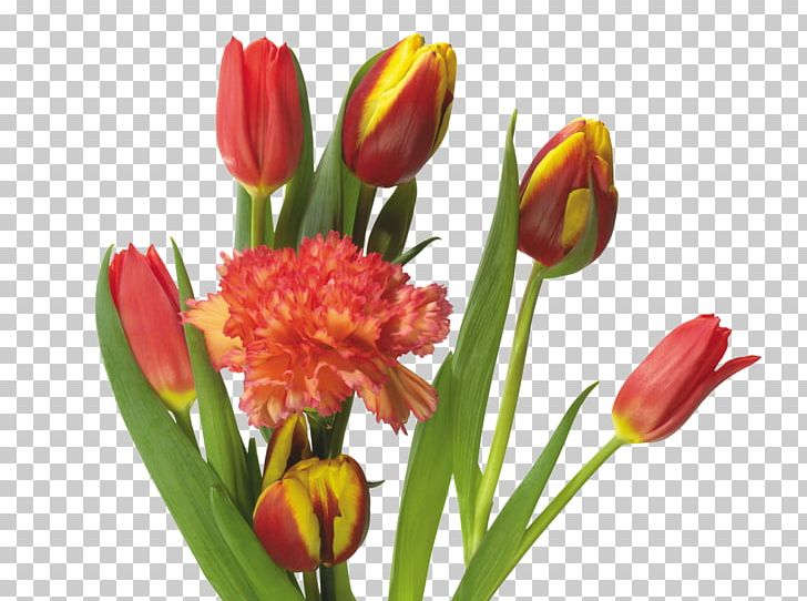 Tulip Mania Flower Bouquet PNG, Clipart, Arrangement, Bouquet, Carnation, Carnations, Cut Flowers Free PNG Download