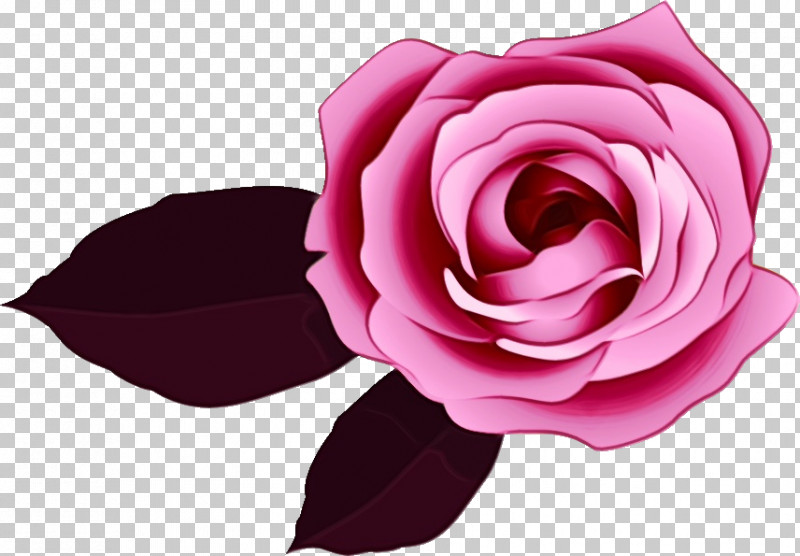 Garden Roses PNG, Clipart, Camellia, China Rose, Closeup, Cut Flowers, Floribunda Free PNG Download