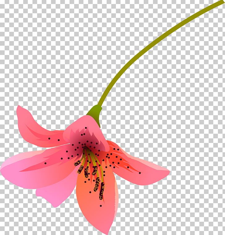 Lilium Flower Petal Color PNG, Clipart, Cicek, Color, Flower, Lilium, Lilly Free PNG Download