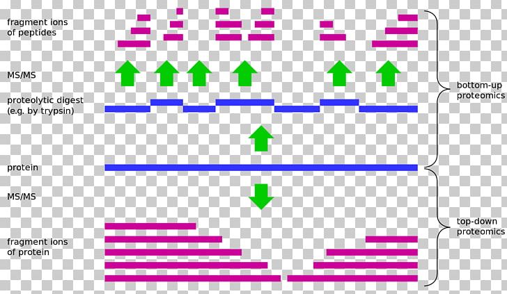 Top-down And Bottom-up Design Top-down Proteomics Top-down Und Bottom-up Bottom-up Proteomics PNG, Clipart, Angle, Area, Computer Program, Magenta, Material Free PNG Download