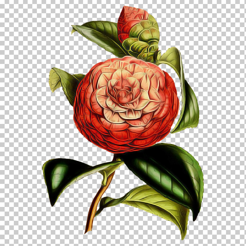 Rose PNG, Clipart, Camellia, Cut Flowers, Flower, Japanese Camellia, Petal Free PNG Download