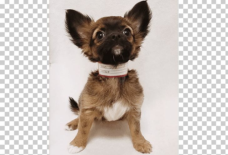 Chihuahua Puggle Beagle Puppy PNG, Clipart, Animals, Beagle, Breed, Canidae, Carnivoran Free PNG Download