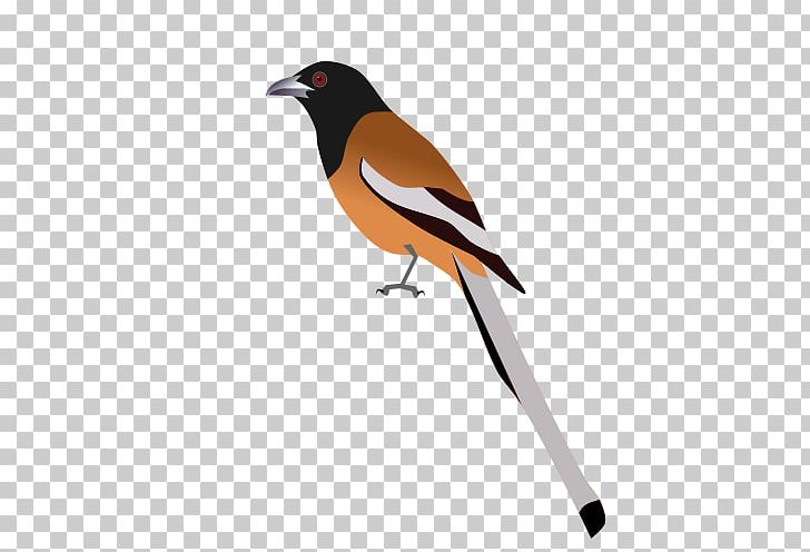 Finch American Sparrows Old World Flycatcher Beak PNG, Clipart, American Sparrows, Beak, Bird, Category, Emberizidae Free PNG Download