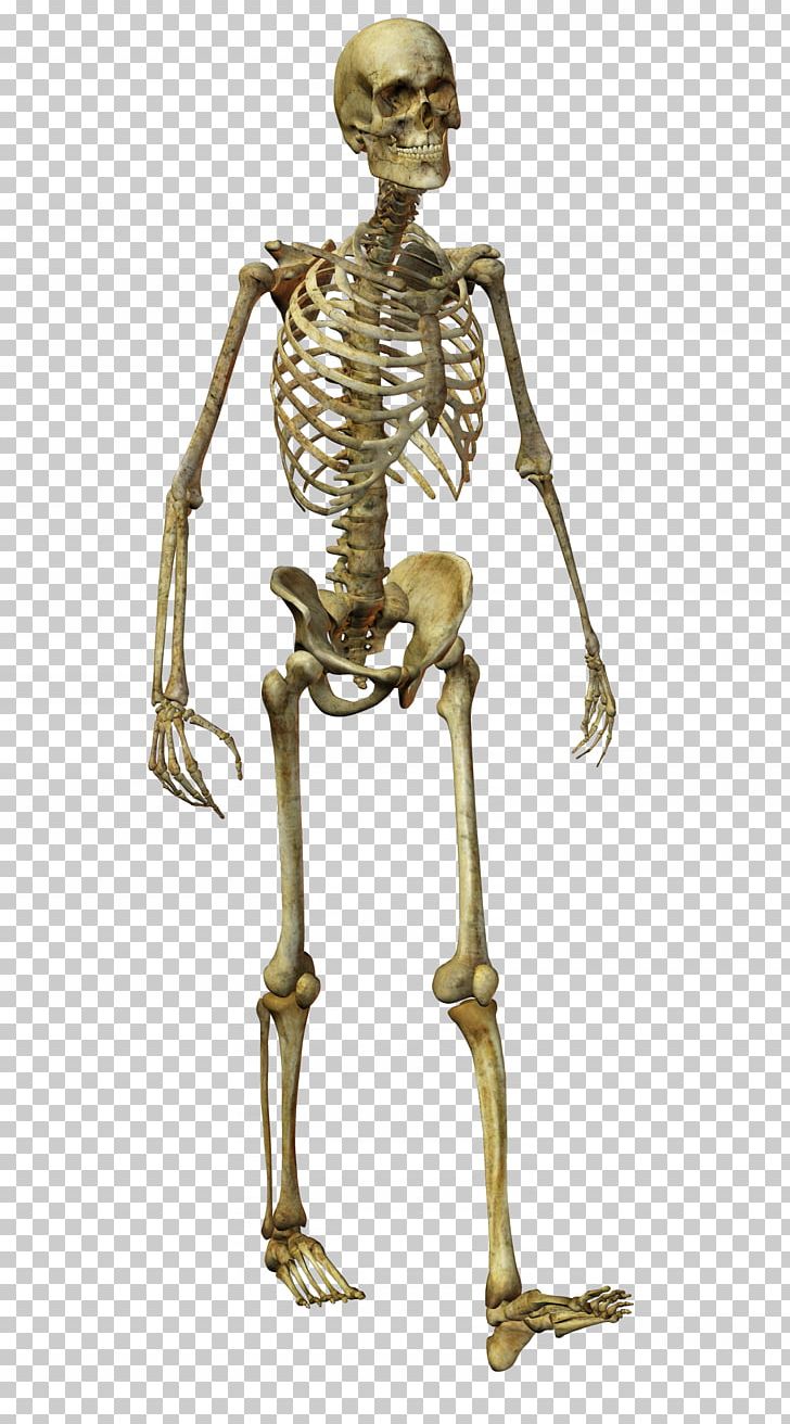 Human Skeleton Homo Sapiens Bone PNG, Clipart, Art, Bone, Download, Homo Sapiens, Horror Free PNG Download