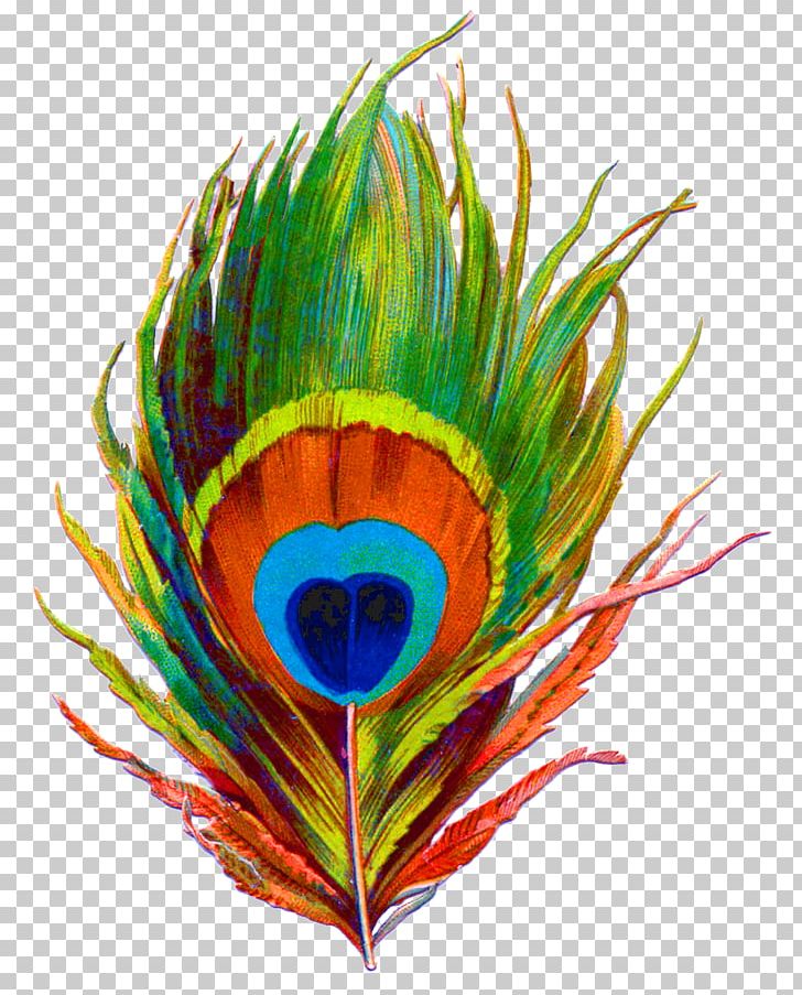 Krishna Paper Feather Bird Peafowl PNG, Clipart, Art, Beak, Bird, Color, Decal Free PNG Download