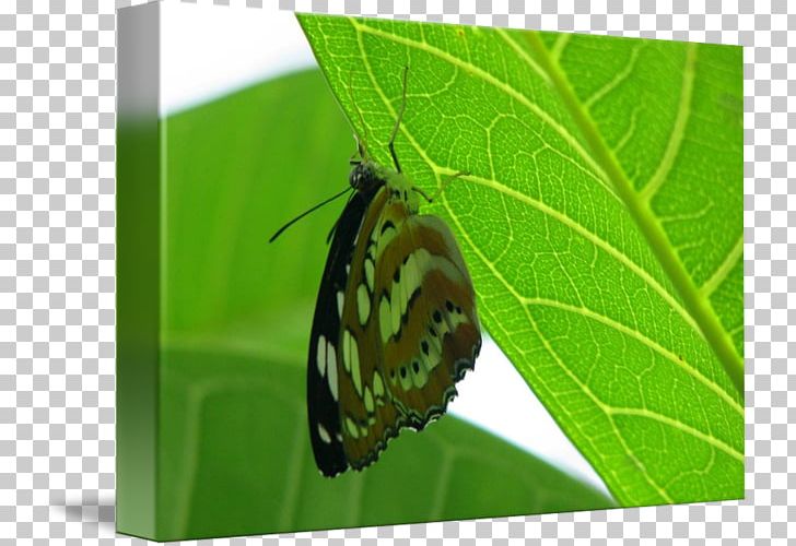 Nymphalidae Lycaenidae Moth Butterfly PNG, Clipart, Arthropod, Brush Footed Butterfly, Butterfly, Glossy Butterflys, Insect Free PNG Download