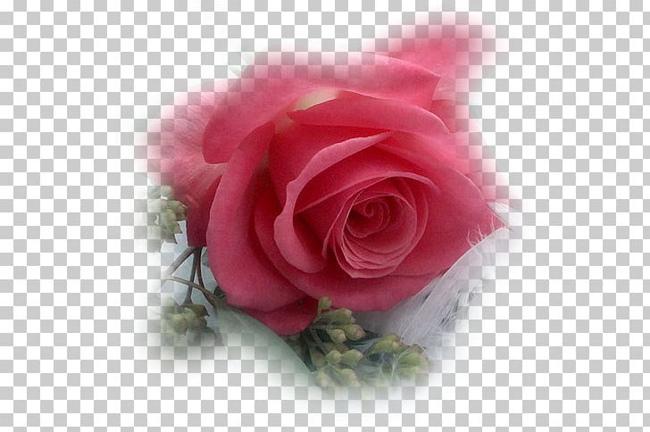 YouTube Garden Roses Flower PNG, Clipart, Animation, Blog, Cut Flowers, Flickr, Floribunda Free PNG Download