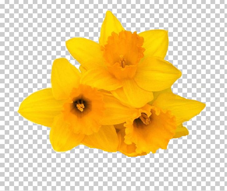 Daffodil IMessage Sticker Flower Petal PNG, Clipart, Amaryllis Family, Daffodil, Flower, Flowering Plant, Garden Free PNG Download