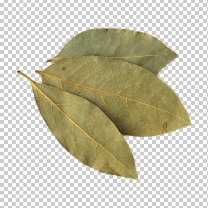 Plane PNG, Clipart, Bay Laurel, Bay Leaf, Flower, Herb, Laurel Family Free PNG Download