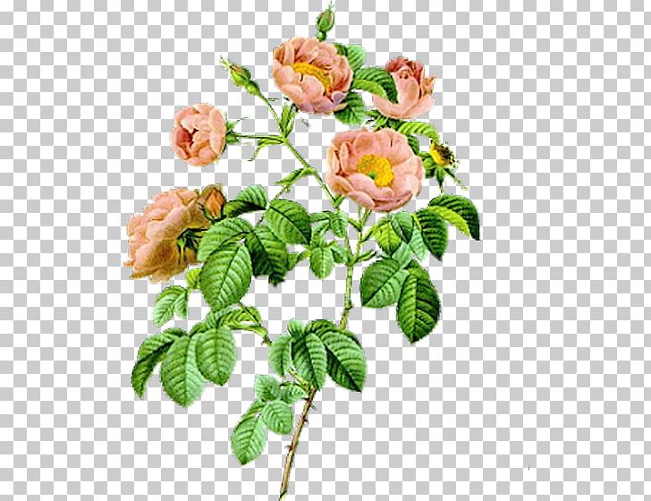 Art Rose Painting PNG, Clipart, Art, Branch, Cut Flowers, Drawing, Flower Free PNG Download