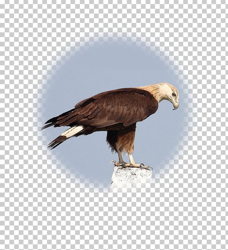 Bald Eagle Accipitridae Hawk Vulture Falconiformes PNG, Clipart, Accipitridae, Accipitriformes, Animals, Bald Eagle, Beak Free PNG Download