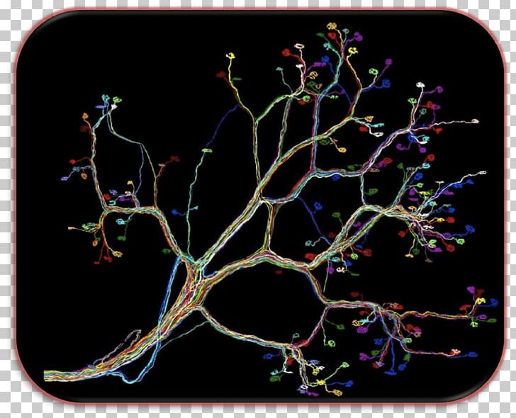 Neural Circuit Neuron PNG, Clipart, Branch, Neuron, Organism, Others, Tree Free PNG Download